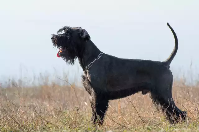 Photo Schnauzer géant #3