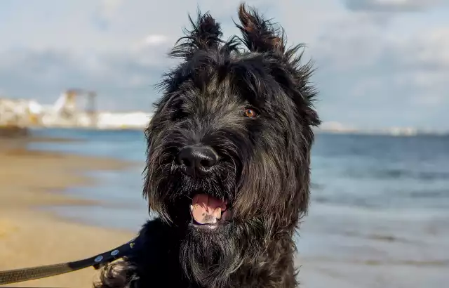 Schnauzer géant