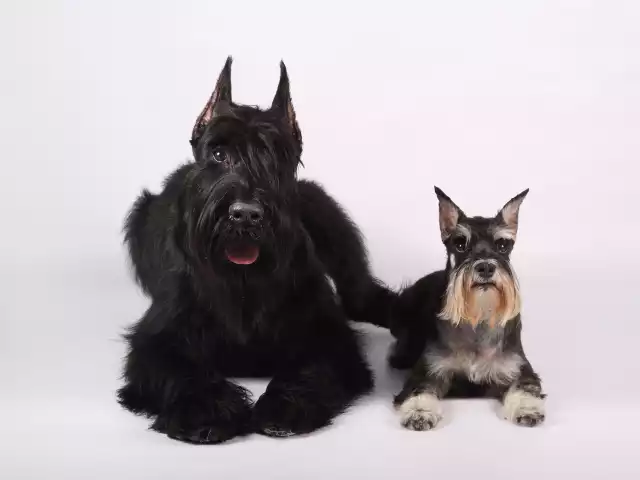 Schnauzer géant