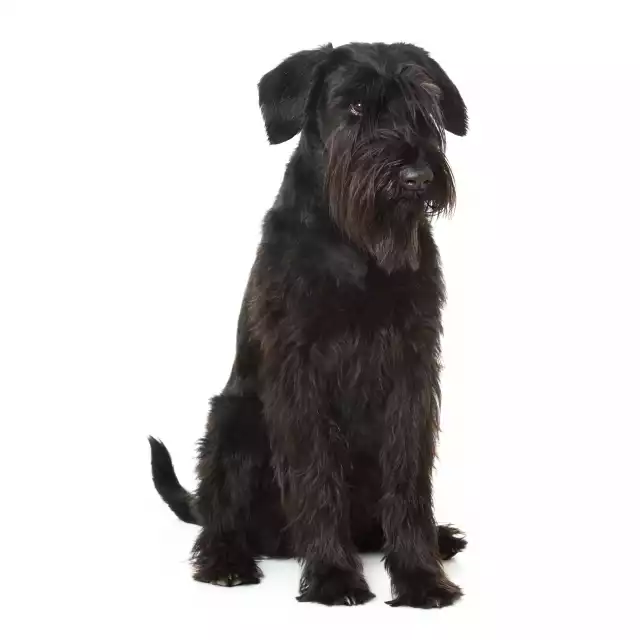 Photo Schnauzer géant