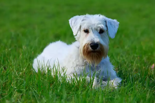 Photo Sealyham Terrier #4