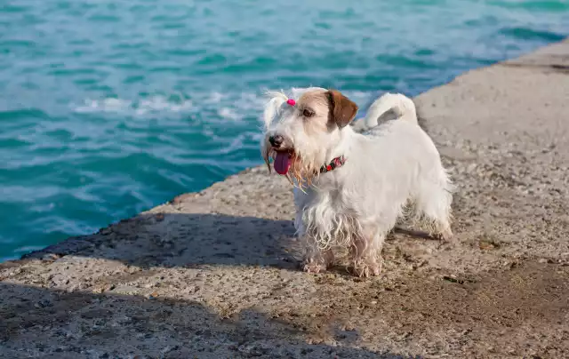 Photo Sealyham Terrier #3