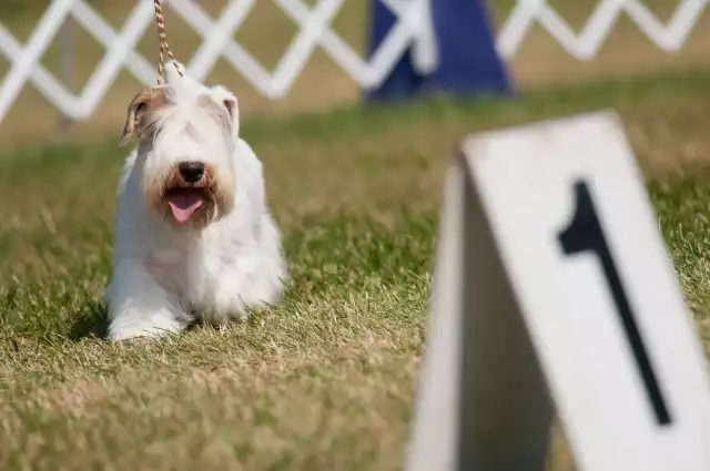 Photo Sealyham Terrier #2