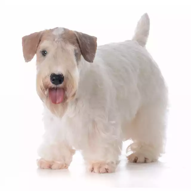 Photo Sealyham Terrier