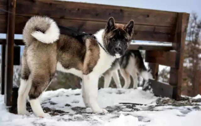 Photo Akita Américain #4