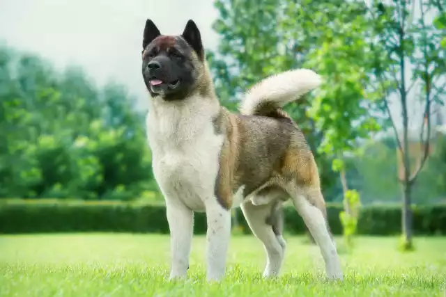 Photo Akita Américain #3