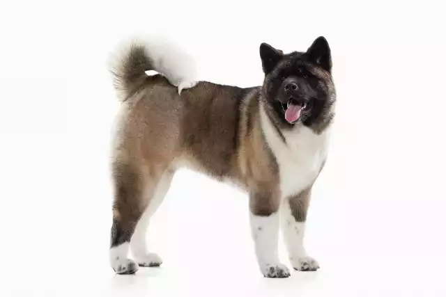 Photo Akita Américain #2