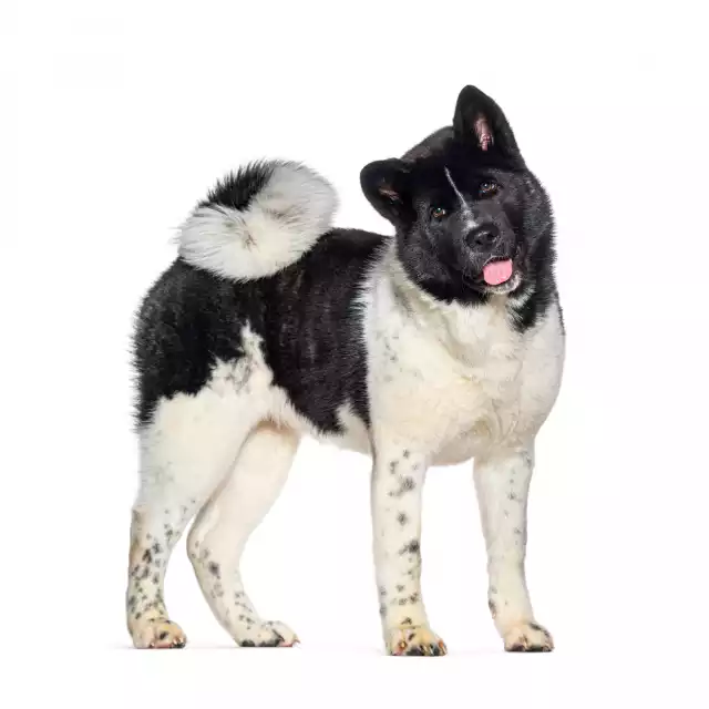 Akita Américain