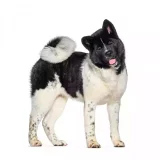 Photo Akita Américain