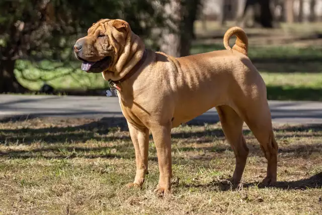 Photo Shar-Pei #4