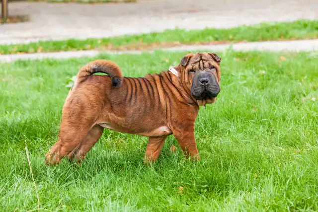 Photo Shar-Pei #2