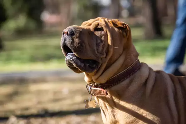 Photo Shar-Pei #1