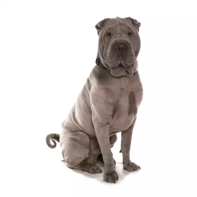 Photo Shar-Pei