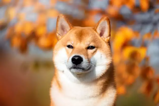 Photo Shiba Inu #3