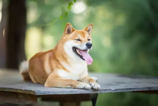 Photo Shiba Inu #2