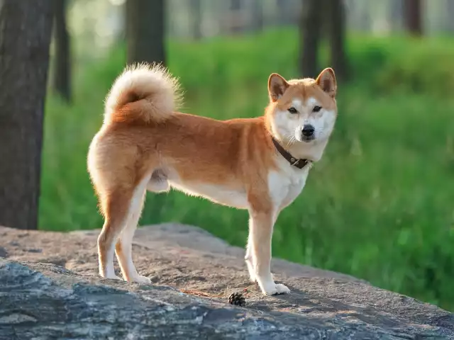 Photo Shiba Inu #1