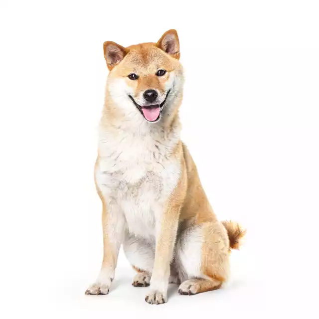 Photo Shiba Inu