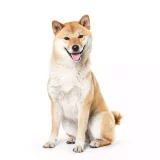 Photo Shiba Inu