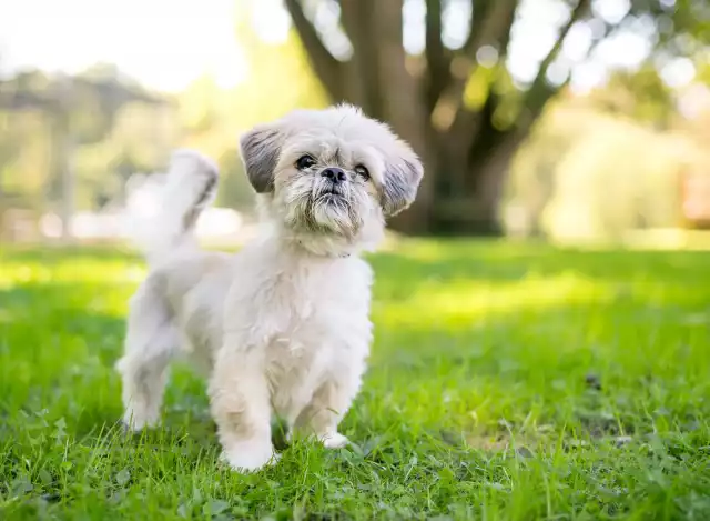 Photo Shih Tzu #3