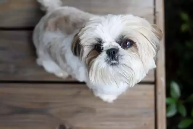 Photo Shih Tzu #2