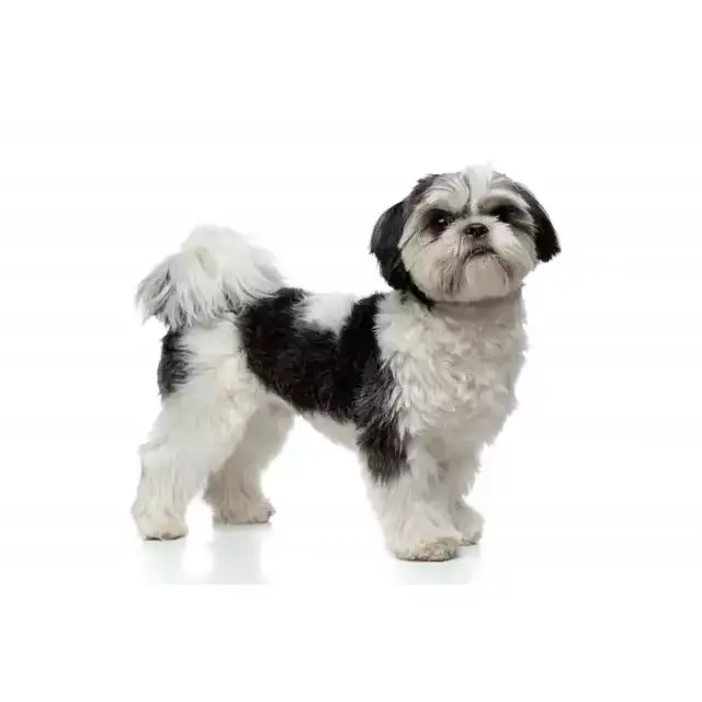 Photo Shih Tzu