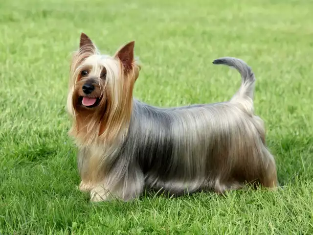 Photo Silky terrier #2