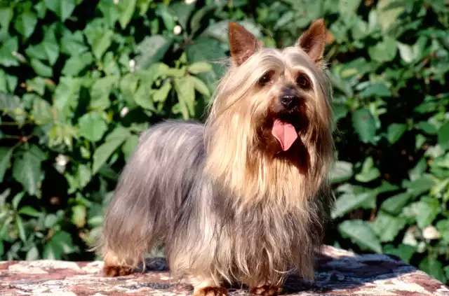 Photo Silky terrier #1