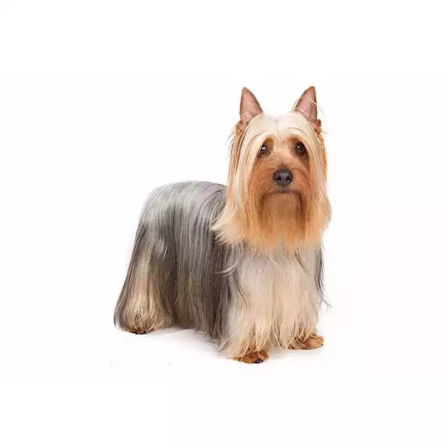 Silky terrier