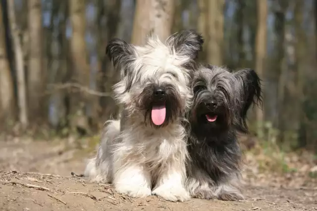 Photo Skye Terrier #4