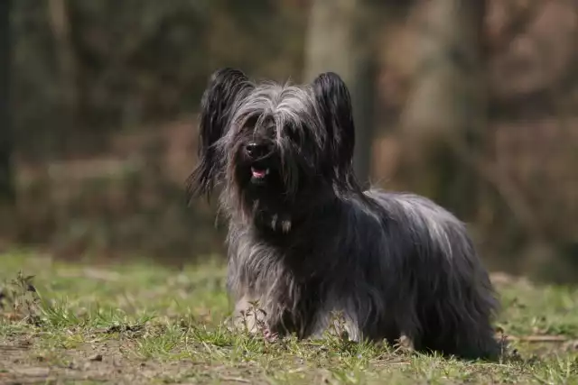 Photo Skye Terrier #3