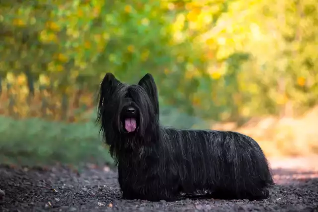 Photo Skye Terrier #2