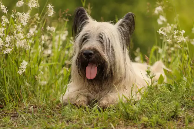 Photo Skye Terrier #1