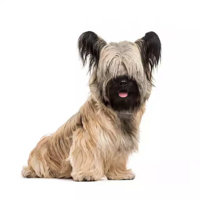 Photo Skye Terrier