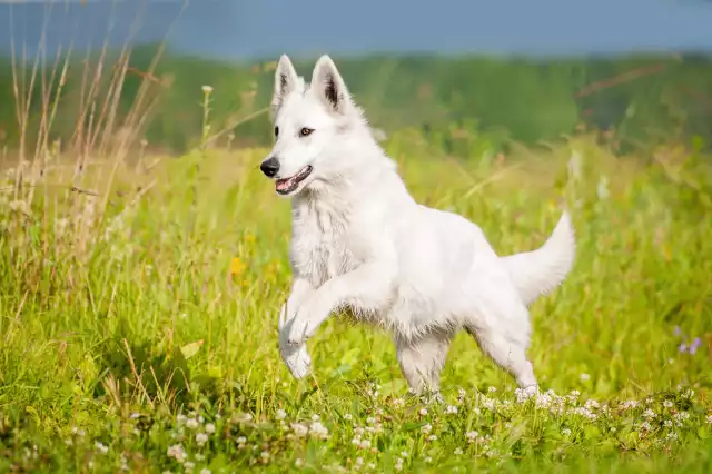 Photo Berger Blanc Suisse #3