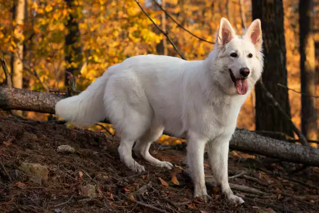 Photo Berger Blanc Suisse #1