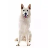 Photo Berger Blanc Suisse