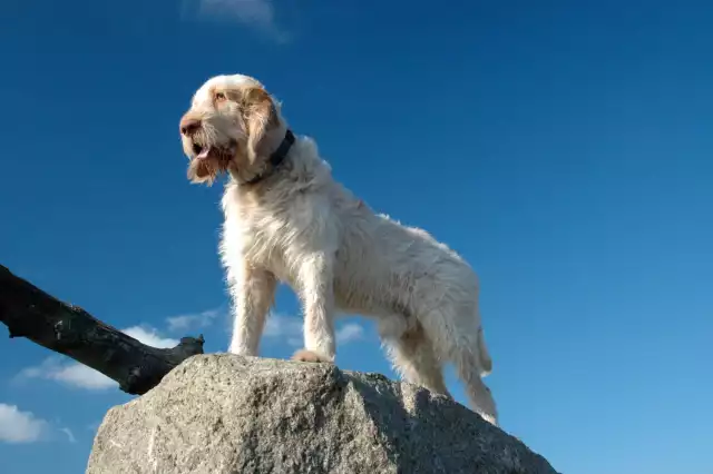 Photo Spinone #3