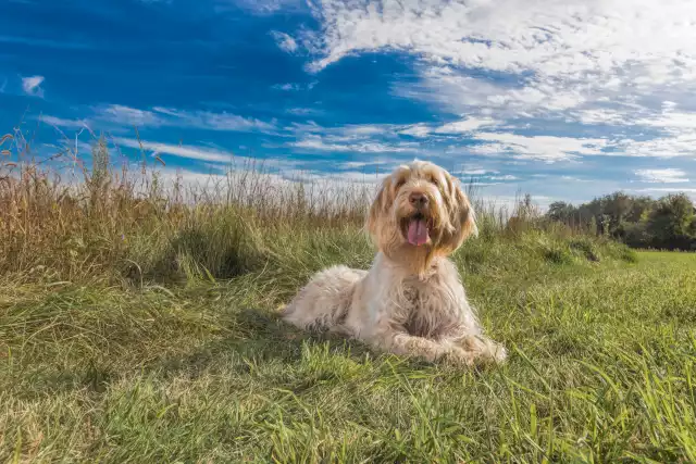 Photo Spinone #1