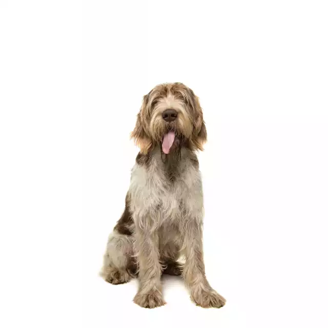 Spinone