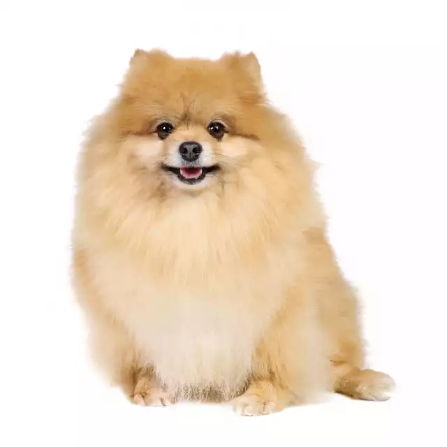 Spitz Allemand