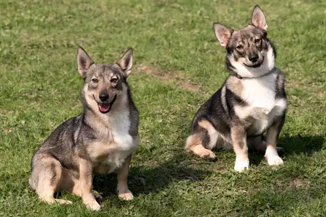 Photo Vallhund Suédois #3