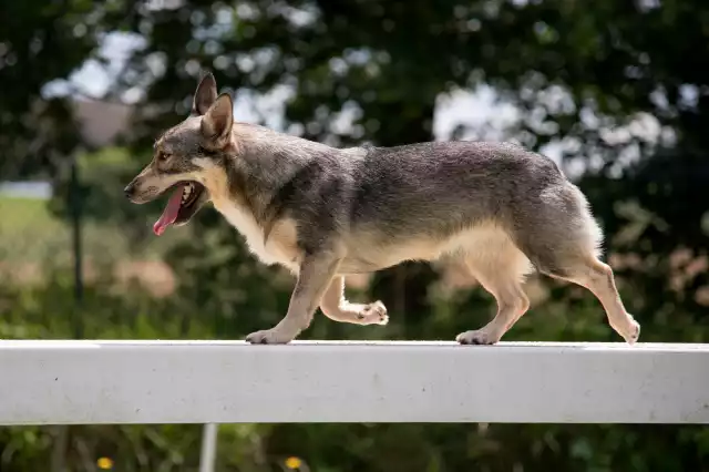 Photo Vallhund Suédois #2