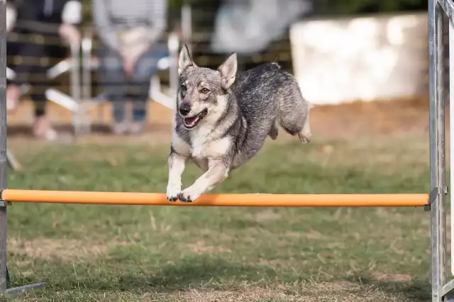 Photo Vallhund Suédois #1