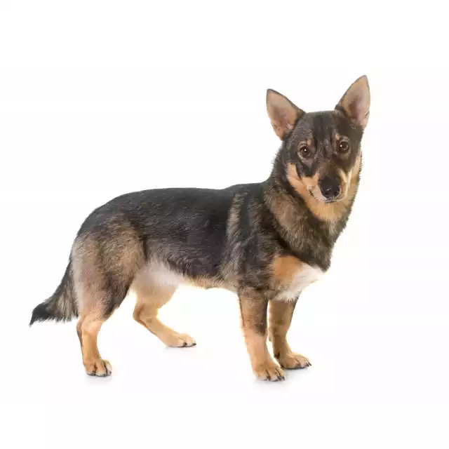 Photo Vallhund Suédois