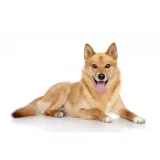Photo Spitz Finlandais