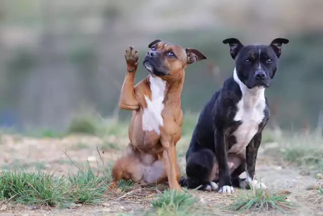 Photo Staffordshire Bull-Terrier #4