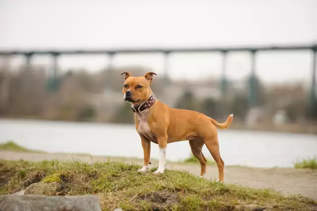 Photo Staffordshire Bull-Terrier #3