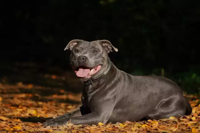 Photo Staffordshire Bull-Terrier #2