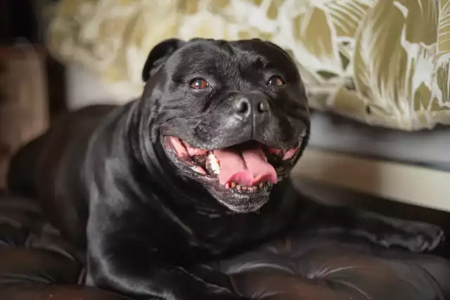 Photo Staffordshire Bull-Terrier #1