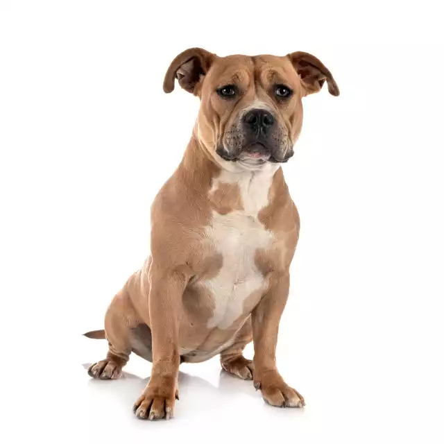 Staffordshire Bull Terrier